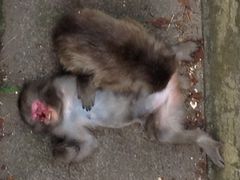 ς̔g胂L[xCւ̓eʐ^1