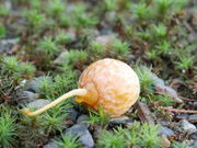 noku����̓������̓��e�ʐ^13