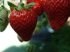 ݂̂̂΂t@[ւ̓eʐ^1