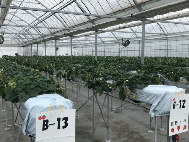 �n�E�X�̒��ł�_�i�`��������