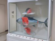 usa̎OYsO萅Yns(݂sj̓eʐ^1