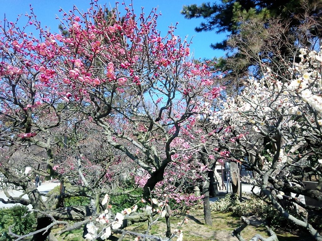 安堂駅周辺の動物園 植物園ランキングtop7 じゃらんnet