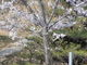 ａｙａａｙａさんの古城山公園（岡山県笠岡市）の投稿写真1
