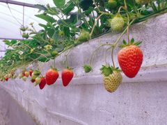 Ђӂ[ӂ[ނ킩܂̎ʐ^1