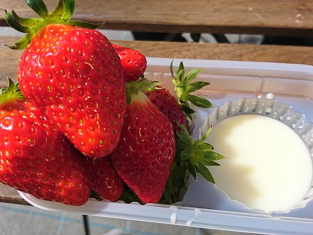 X_MIGAKI FARM(ICHIGO WORLD)