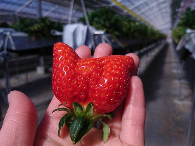 Ԃ̂Cɓ䕂_MIGAKI FARM(ICHIGO WORLD)