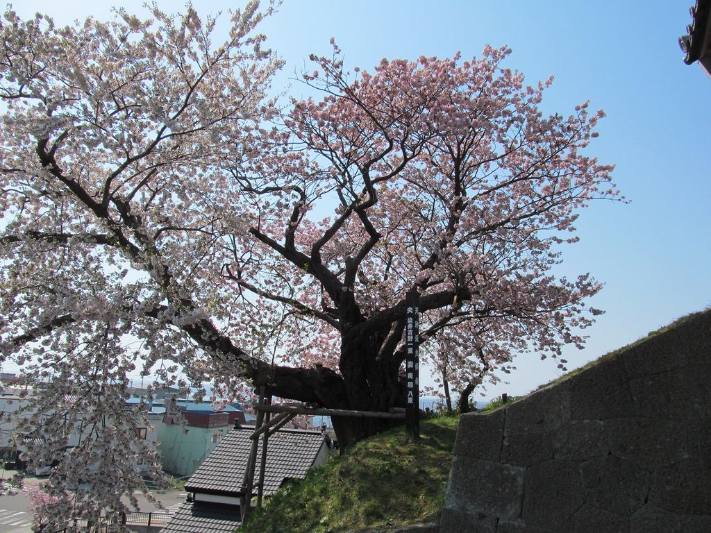 北海道の桜 芝桜の名所27選 桜の開花見頃予想も 春のお花見に 2 じゃらんnet