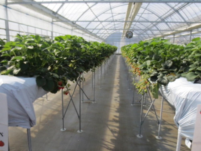 ���������̗l�q_�i�`��������