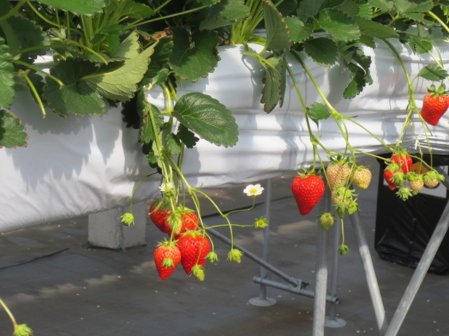 �ƂĂ����ꂢ�Ȃ��������Ȃ��Ă܂����I_�i�`��������