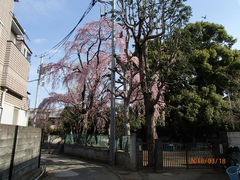 祐天寺の平塚幼稚園のしだれ桜はキレイです 祐天寺の口コミ じゃらんnet