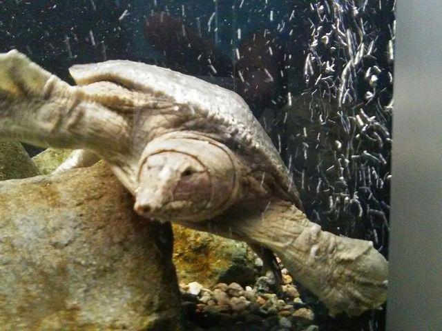 �X�b�|��_�Ȗ،��Ȃ����퐅�V��