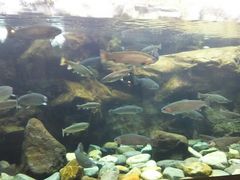 l̓Ȗ،Ȃ퐅Vւ̓eʐ^1