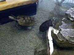 l̓Ȗ،Ȃ퐅Vւ̓eʐ^2