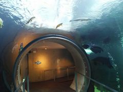 l̓Ȗ،Ȃ퐅Vւ̓eʐ^4