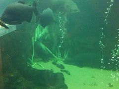 l̓Ȗ،Ȃ퐅Vւ̓eʐ^5