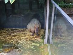 l̓Ȗ،Ȃ퐅Vւ̓eʐ^7