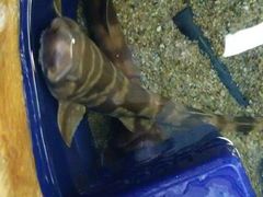 l̓Ȗ،Ȃ퐅Vւ̓eʐ^9