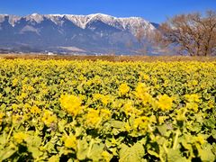 残雪の比良山と菜の花のコントラストが美しい 第１なぎさ公園の口コミ じゃらんnet