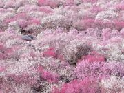 ĵȂ׎s_ƌi~ьj̓eʐ^1