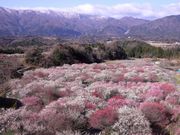 ĵȂ׎s_ƌi~ьj̓eʐ^2