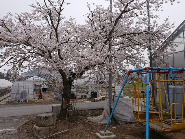 �\���C���V�m�ƁA�ŋ߂͌������Ȃ��Ȃ������^�u�����R�`_���c�ό��_��