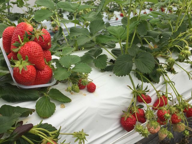 ߂ɍŝő傫Ȃ̃Qbg_^Pό_