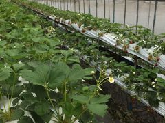 񂿂񂳂̃^Pό_ւ̓eʐ^1