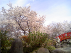 b{̖iƐ肷鉷@11ނ̂C@ze_̓̎ʐ^1