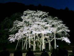 淡墨公園 根尾谷淡墨桜 の写真一覧 じゃらんnet