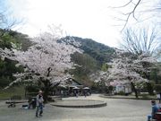 ߋT|~̊򕌌̃TN̓eʐ^3