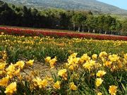 ��������̔��䓇�̃t���[�W�A�̓��e�ʐ^1