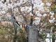 こぼらさんの芭蕉句碑(上野公園内）の投稿写真1