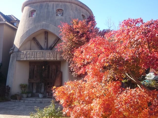 �����ł�_�͌��Ζ؃m�Ԕ��p��