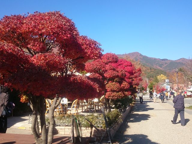 �����O�̍g�t���Y��_�͌��Ζ؃m�Ԕ��p��