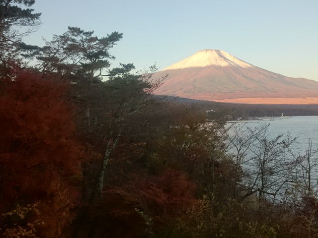 �W�]�䂩�璭�߂钩�Ă��̕x�m�R_�R���� �[�Ă��̏��W�]��