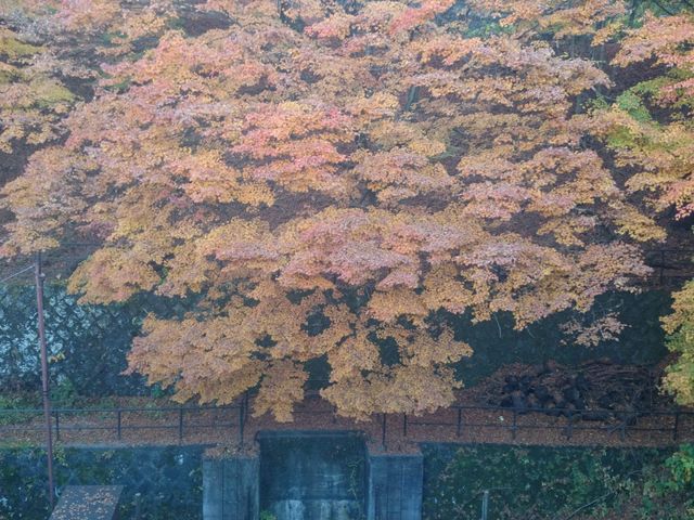 ׂɂ݂hł_͌΃`[YP[LK[f