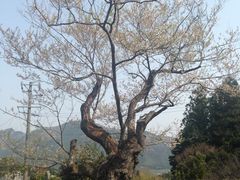 らっきょさんの春谷寺エドヒガン桜の投稿写真1