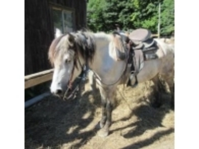 nł܂_WILD MUSTANGfS@Dy