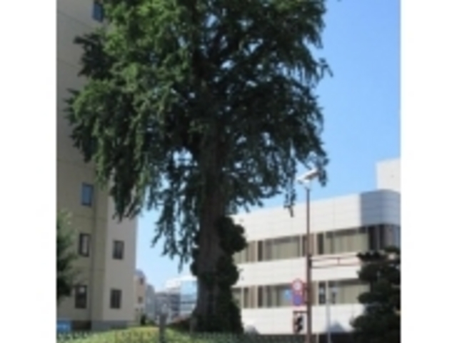 �傫���ł�_��C�`���E