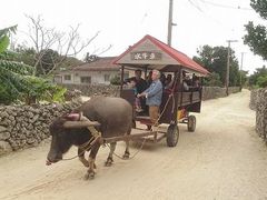 ���i����̐����Ԋό��ւ̓��e�ʐ^1