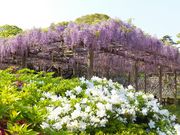 jR񂳂̌䊴̓̓eʐ^1