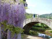 ނ炳񂳂̐_Ђ̓̓eʐ^2