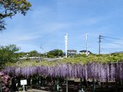 ނ炳񂳂̐_Ђ̓̓eʐ^5