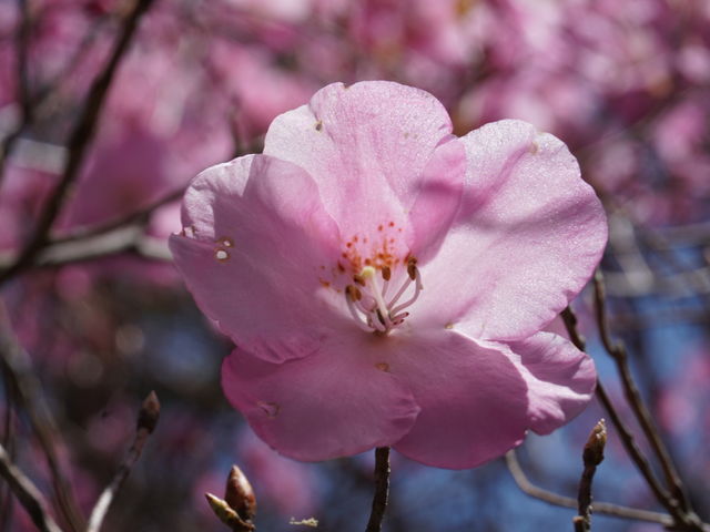 J`̐ԐΎR̍RA̓eʐ^3