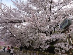 イーストウッドさんの花鳥山一本杉の桜への投稿写真1