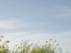 �݂ق���̒���C�̎�����\���C���̋u�ւ̓��e�ʐ^1