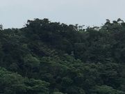 �O���C����̂ɂ��R�W�]��̓��e�ʐ^1