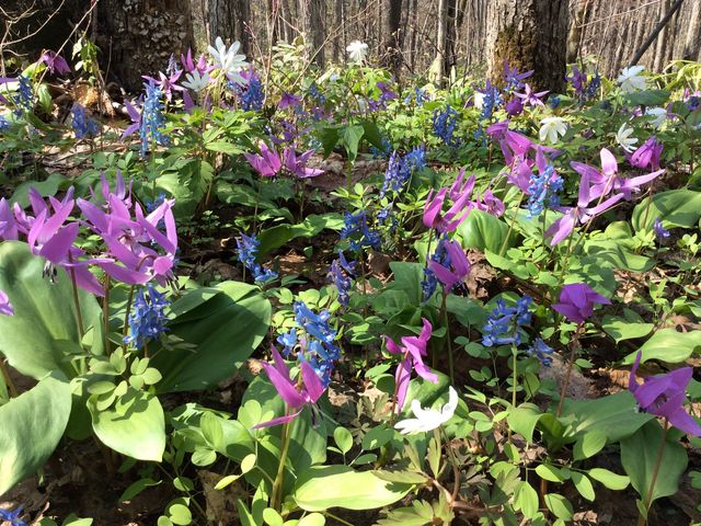 �J�^�N����G�]�G���S�T�N�Ȃ�_�j�R���R����