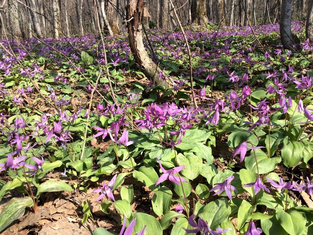 �����ƌ������܂ōL����J�^�N��_�j�R���R����