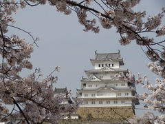 ピンク・白・青の競演_姫路城の桜